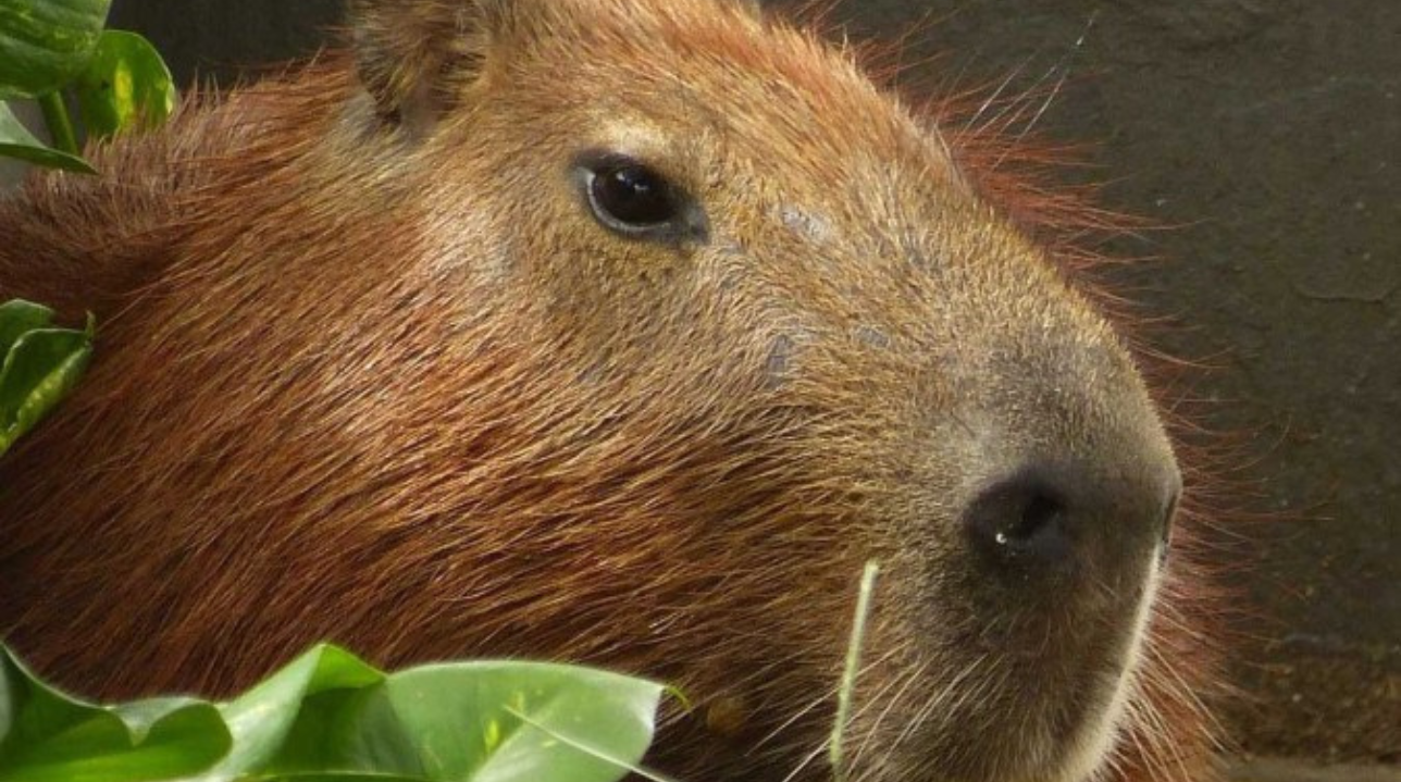 capivara_arquivo pessoal